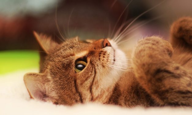 Stress gatto: consigli per farlo sentire protetto