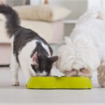 Dieta cani e gatti: i cibi da evitare