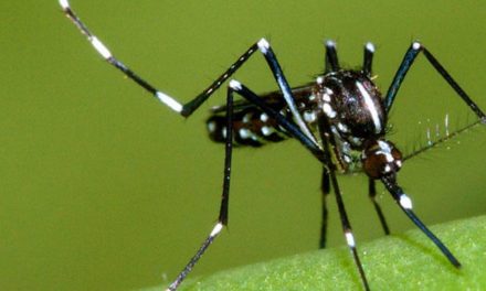 Protezione naturale dalle zanzare: consigli