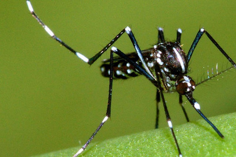 Protezione naturale dalle zanzare: consigli