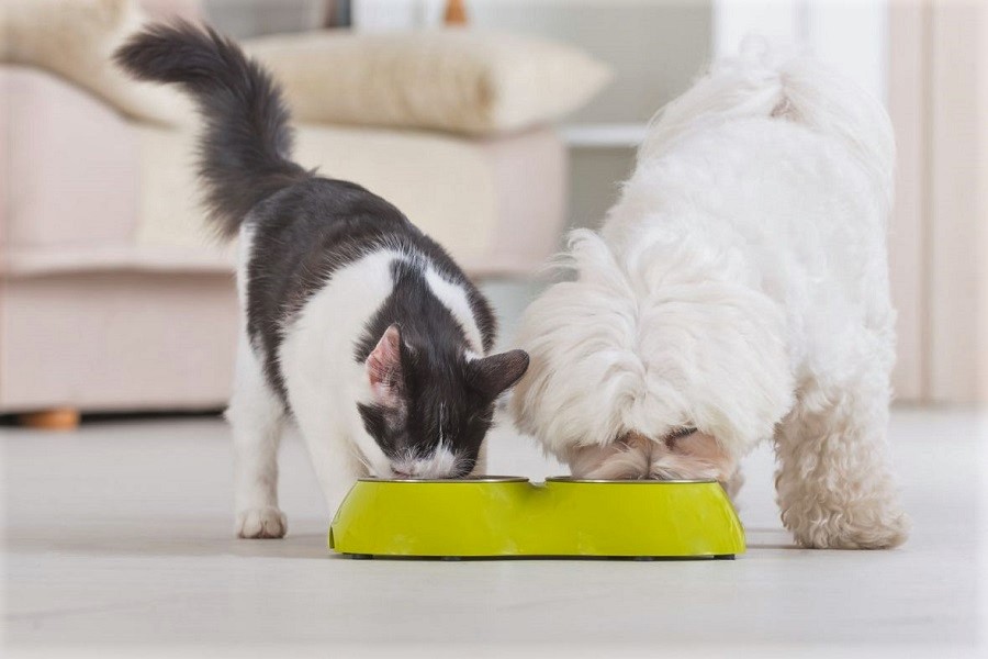 Dieta cani e gatti: i cibi da evitare