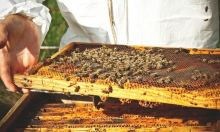 Adotta un arnia per la giornata mondiale delle api