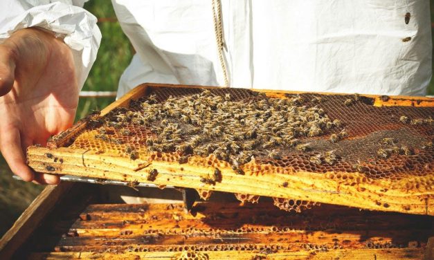 Adotta un arnia per la giornata mondiale delle api